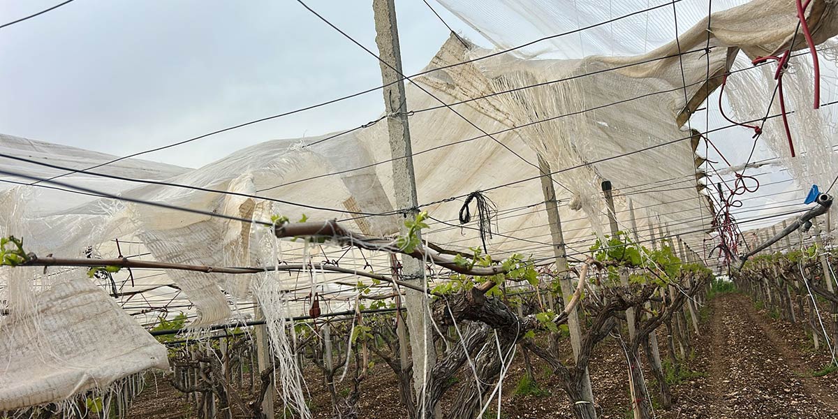 L'agricoltura italiana nella morsa del maltempo